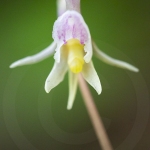 Epipogon sans feuille ; ghost orchid