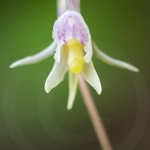 Epipogon sans feuille ; ghost orchid