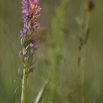 Orchis incarnat