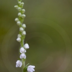 Goodyère rampante - Goodyera repens