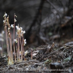 Epipogon sans feuille ; ghost orchid