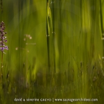 Orchis moustique