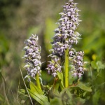 Orchis lacté