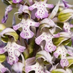 Orchis lacté