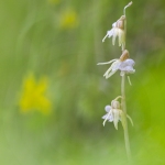 Epipogon sans feuille - Epipogium aphyllum