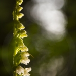 Goodyère rampante ; creeping lady's-tresses