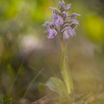 Orchis lacté