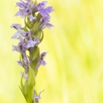 Orchis incarnat