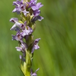 Dactylorhiza incarnata