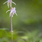 Epipogon sans feuille ; ghost orchid