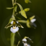 Epipactis palustris