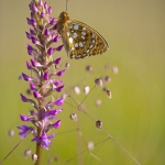 Le Grand Nacré sur un Orchis moustique - Argynnis aglaja & Gymnadenia conopsea