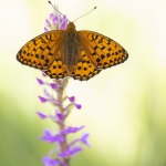 Le Grand Nacré sur un Orchis moustique - Argynnis aglaja & Gymnadenia conopsea