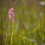 Orchis incarnat (Dactylorhize) - Dactylorhiza incarnata