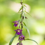 Epipactis atrorubens