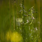 Epipactis des marais - Epipactis palustris