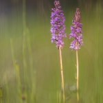 Orchis moustique (Gymnadénie) - Gymnadenia conopsea