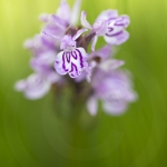 Orchis tachetée (Dactylorhize) - Dactylorhiza maculata