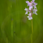 Dactylorhize hybride (Orchis) - Dactylorhiza incarnata X D. maculata