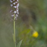 Orchis brûlé - Neotinea ustulata