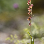 Epipactis rouge-noirâtre ; Dark-red helleborine