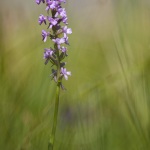 Orchis moustique (Gymnadénie) - Gymnadenia conopsea