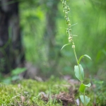 Epipactis de Muller ; Muller's helleborine