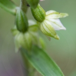 Epipactis de Muller - Epipactis muelleri