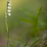 Spiranthes spiralis