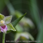 Epipactis de Muller - Epipactis muelleri