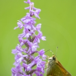 La Sylvaine portant des pollinies sur la trompe sur un Orchis moustique - Ochlodes venatus &  Gymnadenia conopsea