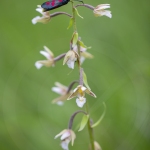 Zygène du mélilot sur un Epipactis des marais - Zygaena viciae & Epipactis palustris