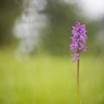 Orchis mâle