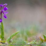 Orchis bouffon