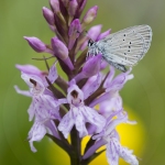 Azuré sur Orchis de Fuchs