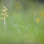 Orchis grenouille ; frog orchid