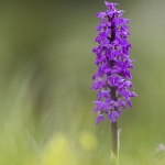 Orchis mâle - Orchis mascula (Androrchis)