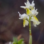 Orchis à fleurs peu nombreuses