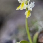 Orchis à peu de fleurs