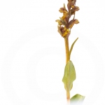 Orchis grenouille - Coeloglossum viride