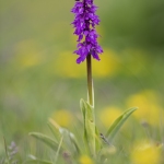 Orchis mâle - Orchis mascula (Androrchis)