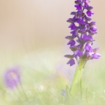 Orchis bouffon