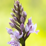 Orchis de Fuchs  - Dactylorhiza fuchsii