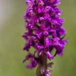 Orchis des Alpes - Dactylorhiza alpestris