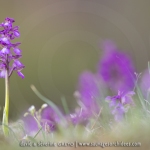 Orchis bouffon