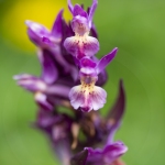 Orchis sureau - Dactylorhiza sambucina