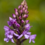 Orchis moustique (Gymnadénie) - Gymnadenia conopsea