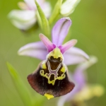 Ophrys bourdon