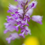 Orchis miliaire