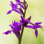 Dactylorhiza lapponica